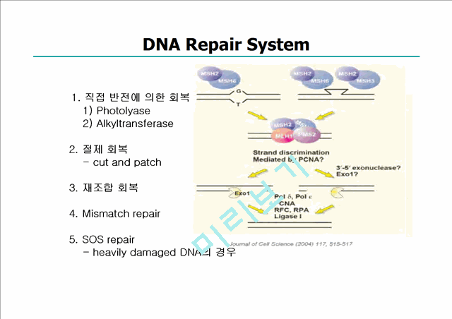 [유전학]Gene mutation & Repair system (유전자변이와 회복시스템)   (4 )